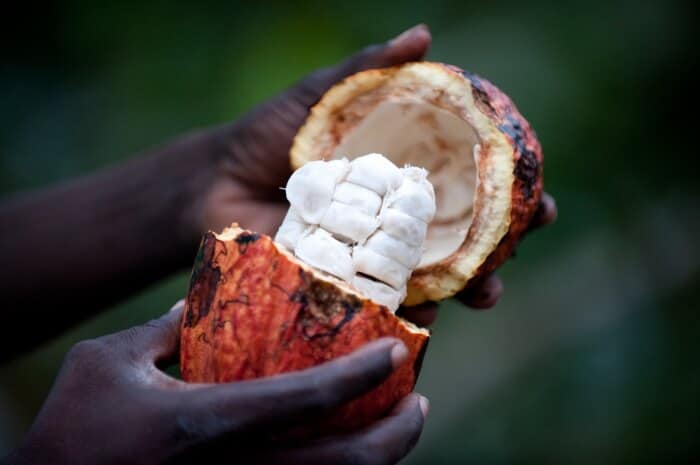 328-1_700x465_acf_cropped Sundy Praia Lodge propõe um Safari pelo chocolate de São Tomé