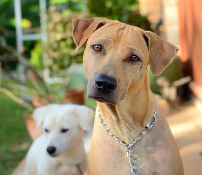 thai dog