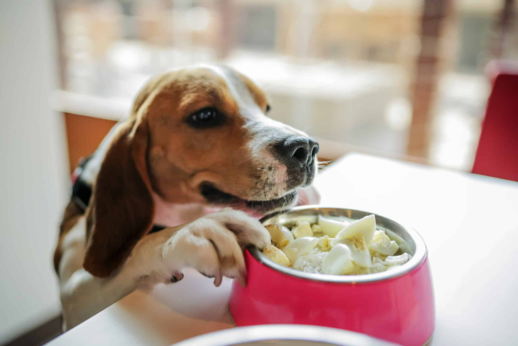 Hotéis Accor estão cada vez mais pet friendldy