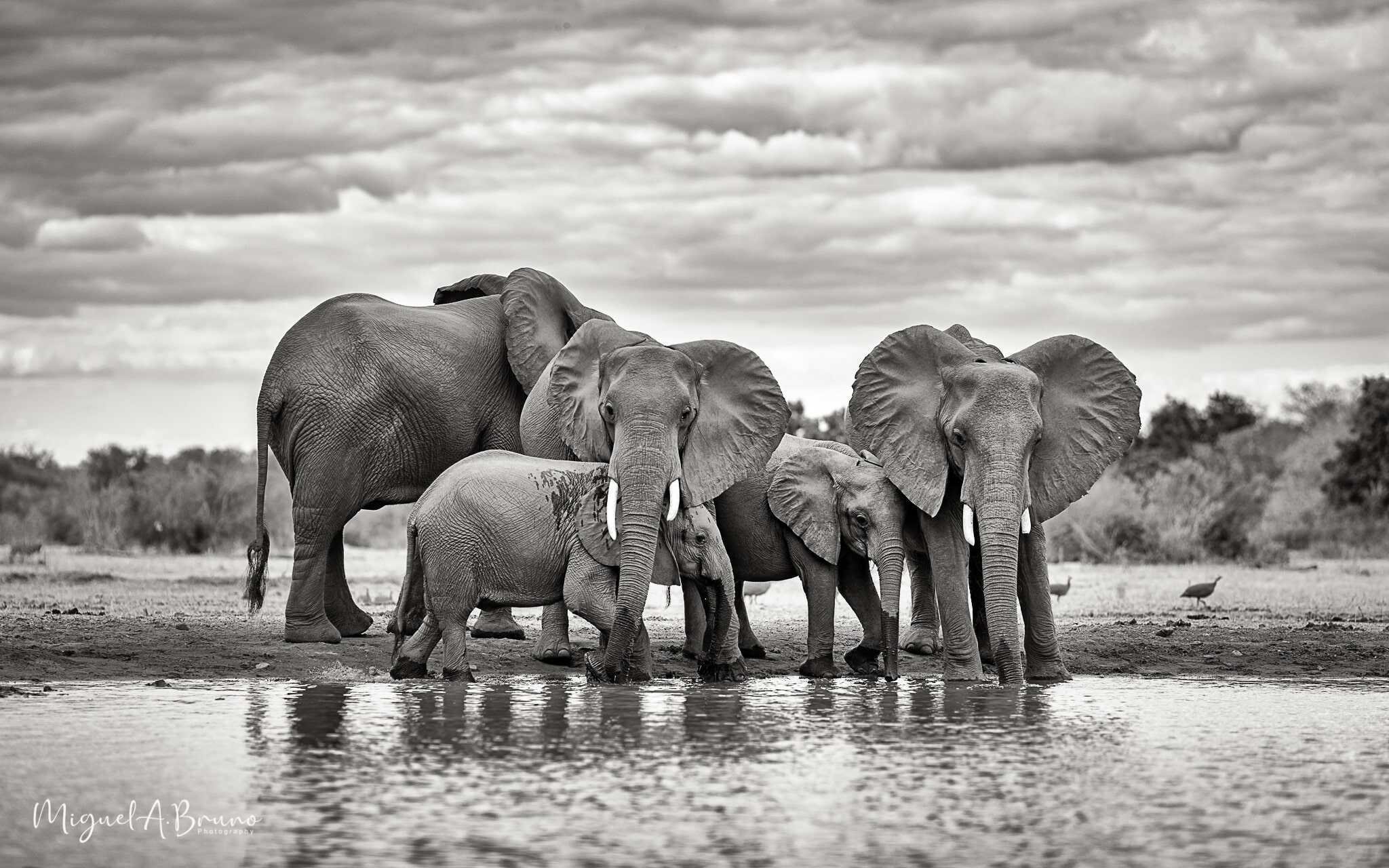 Se é fã de safaris, não pode perder esta conversa com o fotógrafo Miguel Almeida Bruno