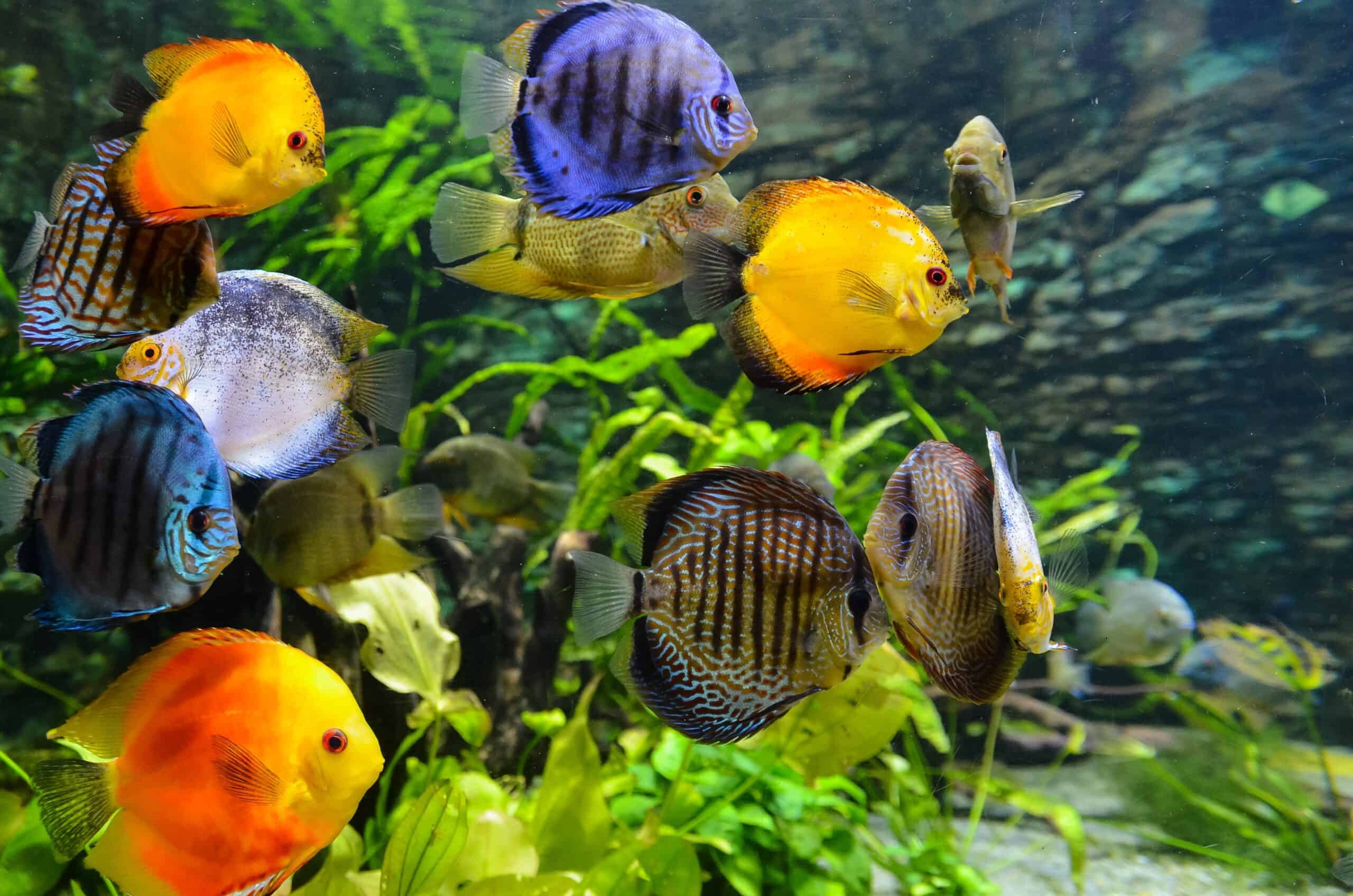 Os 7 oceanários mais bonitos do mundo (e mais empenhados na preservação dos oceanos)