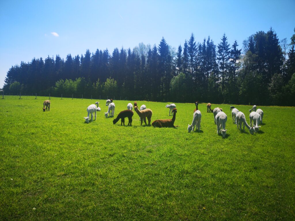 IMG_20220524_132653-1024x768 Alpacas, veados e póneis. 4 destinos na Lituânia para interagir com animais e relaxar