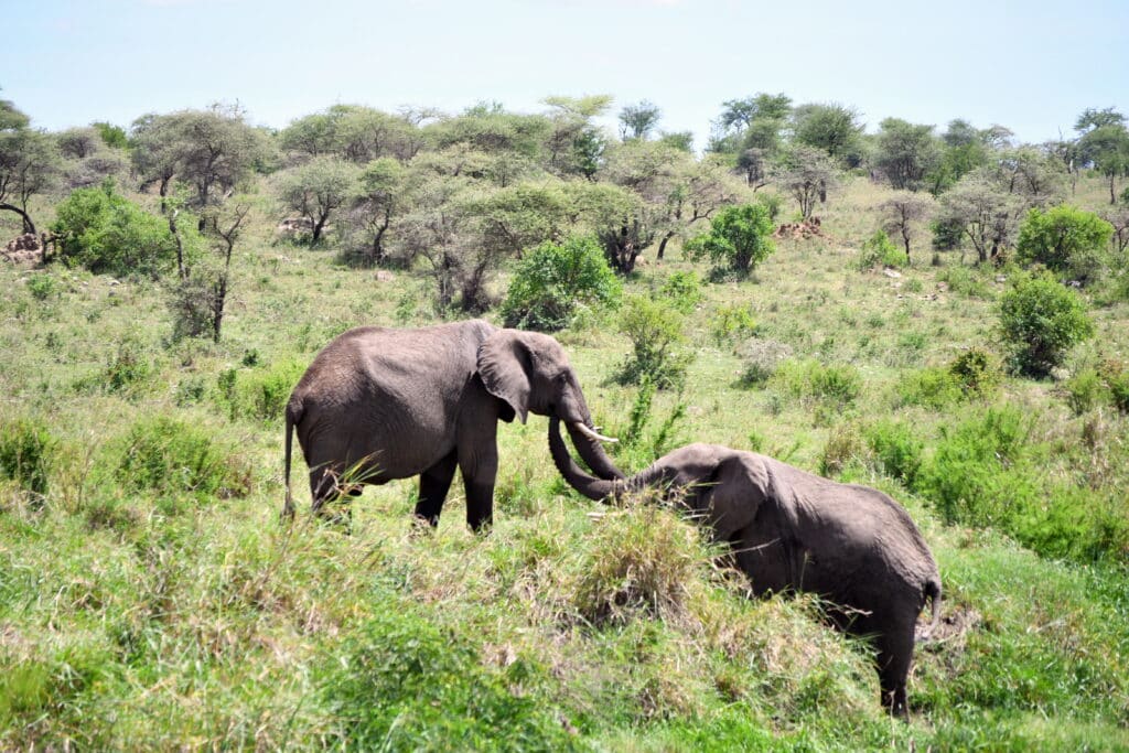 Dia-5-safari-005-1024x683 Diários de Viagem: À descoberta da Tanzânia e Zanzibar