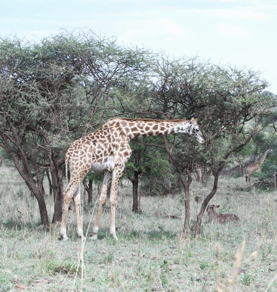 Dia-5-safari-010-973x1024 Diários de Viagem: À descoberta da Tanzânia e Zanzibar