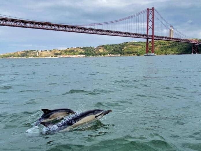Golfinhos no Tejo _ Oceanário de Lisboa _foto Terra Incognita