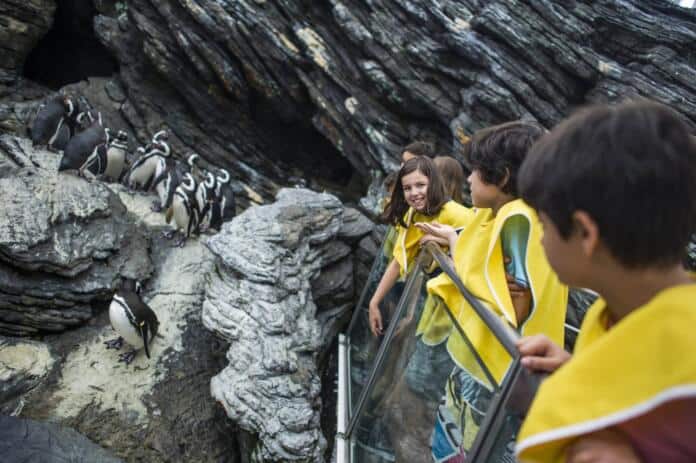Ferias debaixo de agua_Pinguins_Oceanario de Lisboa_Pedro Pina