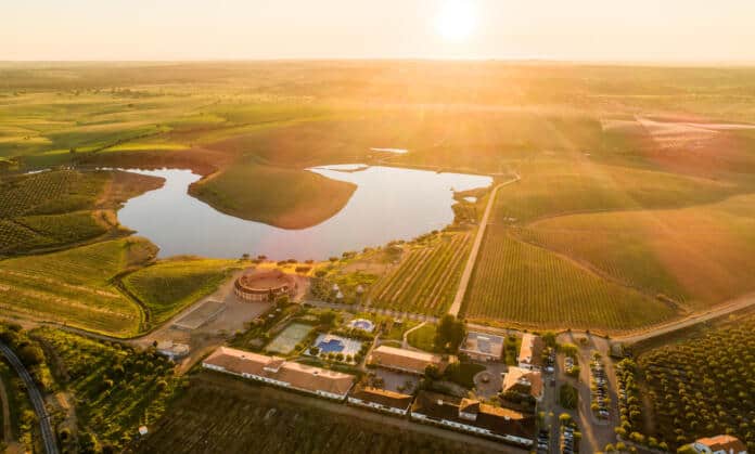 Vila Galé Alentejo Vineyards (1)