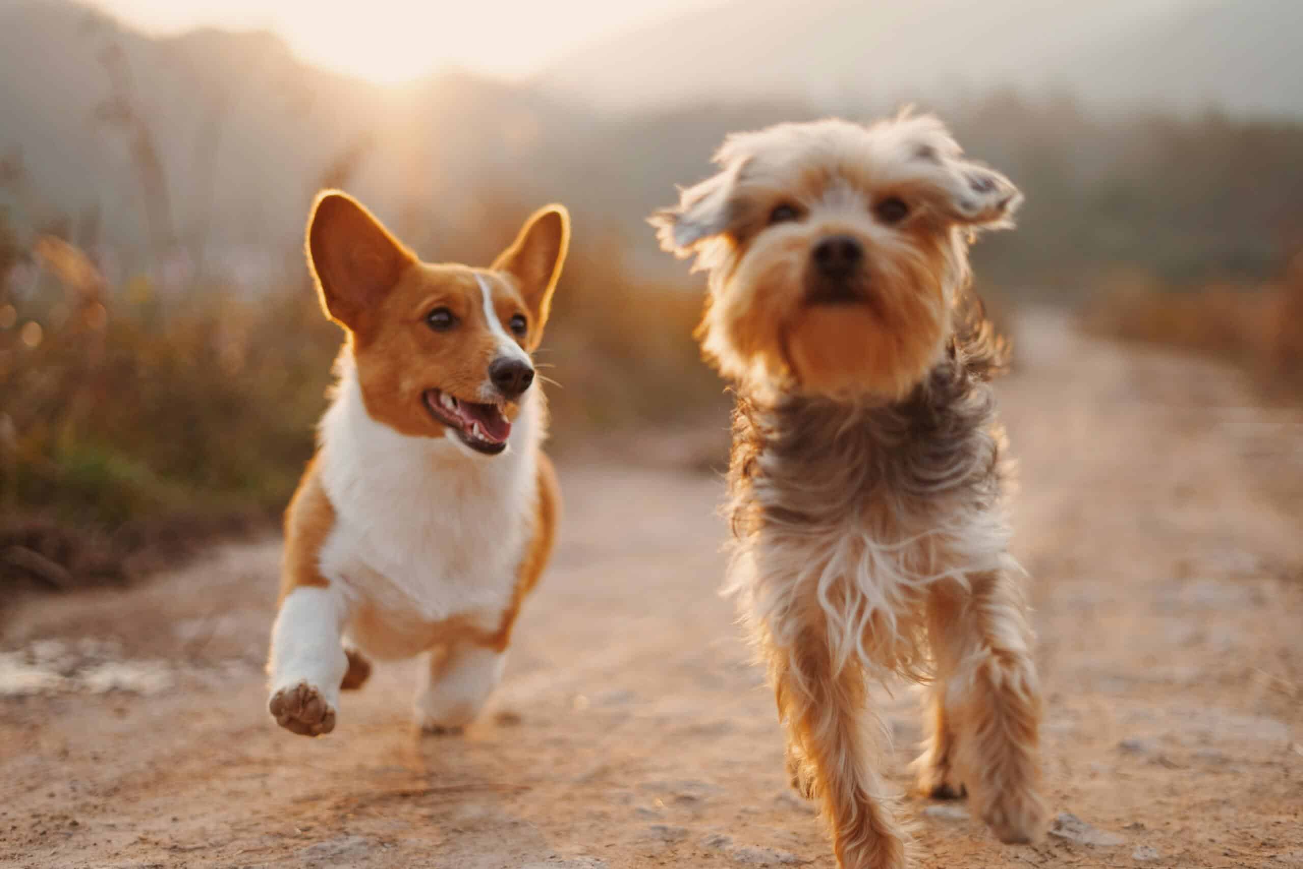 Sete dicas para não excluir o seu amigo de quatro patas das celebrações de 10 de junho