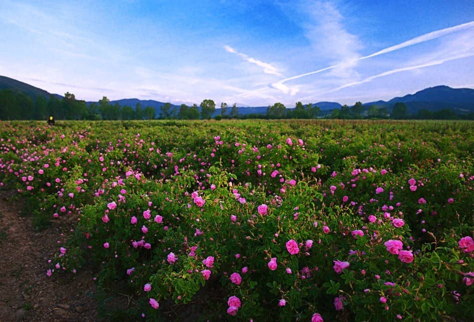 Vale das Rosas, Bulgária. Foto: Visit Plovdiv