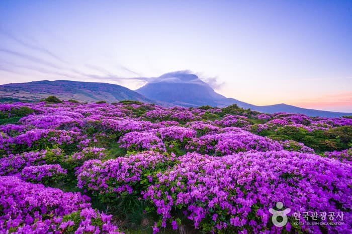 Montanha Hallasan. Foto: Visit Korea