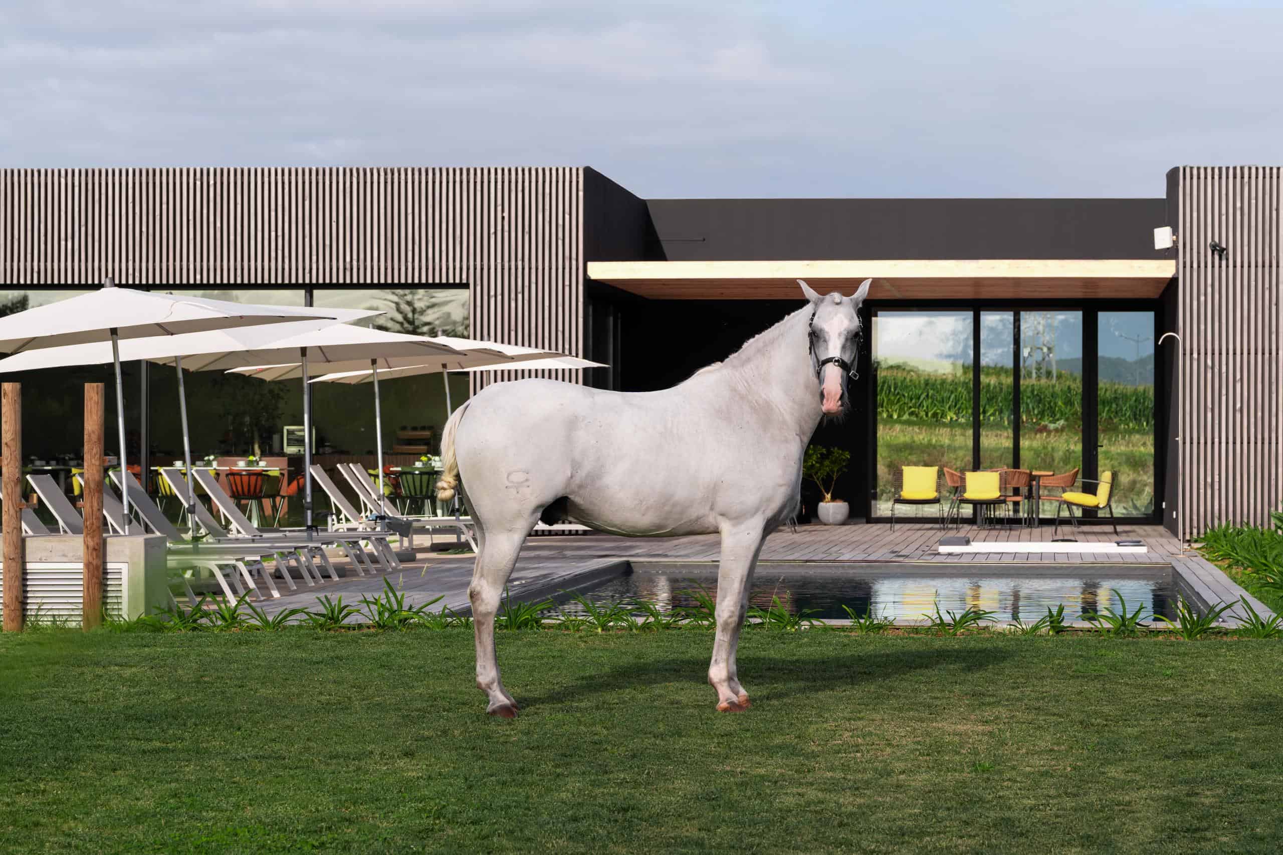 Villas com jacuzzi e cavalos lusitanos: o novo alojamento turístico dos Açores combina natureza e sofisticação Lusitano Garden Villas
