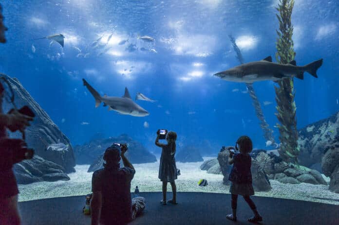Aquário Central do Oceanário de Lisboa Aquário Central do Oceanário de Lisboa