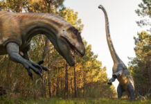 No Dino Parque pode ser paleontólogo por uma semana e preparar fósseis com milhões de anos