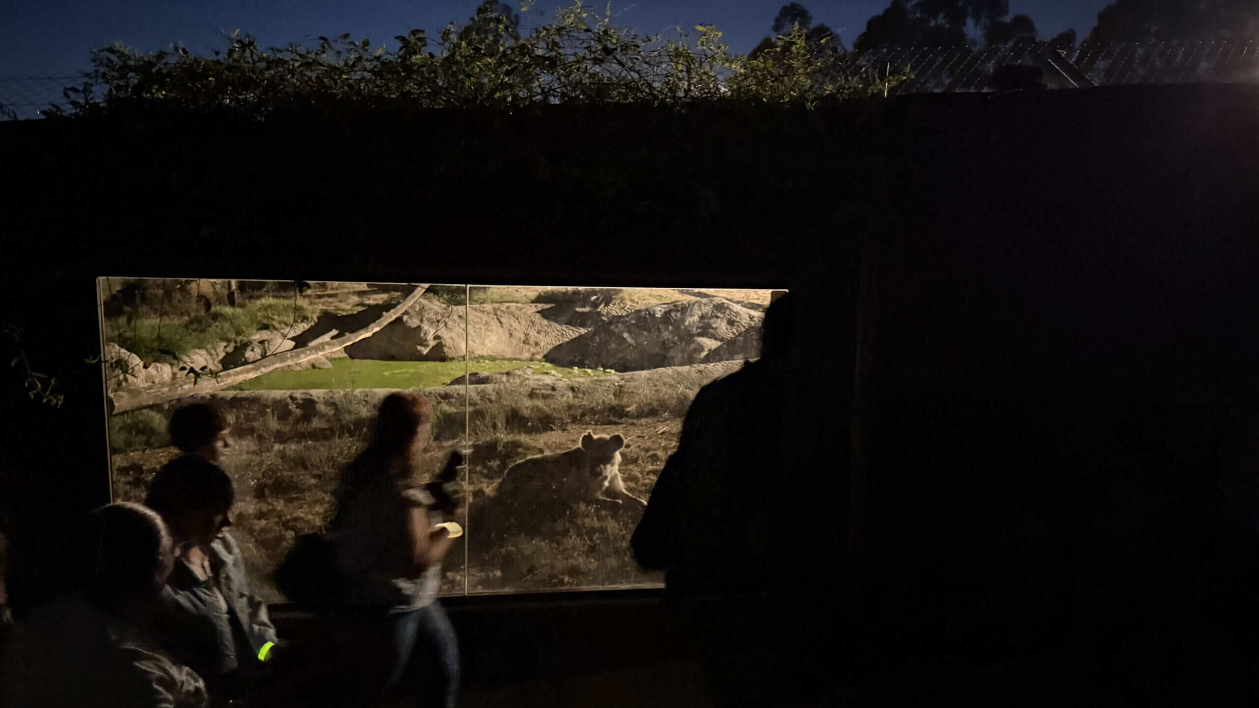 À noite, no jardim zoológico: até 25 de setembro pode visitar o Zoo Santo Inácio depois do pôr do sol