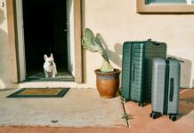 Quer levar o seu cão de férias? Estas são as cidades mais pet friendly de Portugal