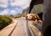 O seu cão também merece férias. Estes são os melhores países da Europa para uma roadtrip