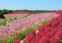 Japão tem um novo trilho de 350 quilómetros que passa por cascatas, praias e aldeias tradicionais