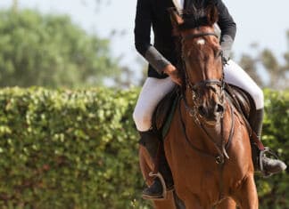 Se gosta de cavalos, este é o evento grátis que não vai querer perder em Albufeira